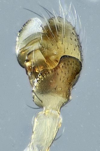 Réf. 268 070 : Monocephalus fuscipes